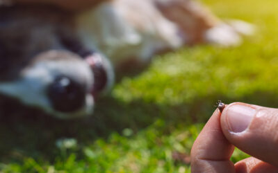 Minimize Fleas and Ticks: The Unexpected Benefit of Synthetic Turf in Texas for Dogs