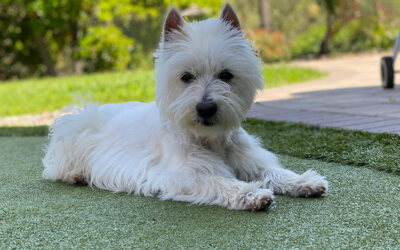 Safe and Clean: Pet-Friendly Benefits of an Artificial Putting Green in Tracy