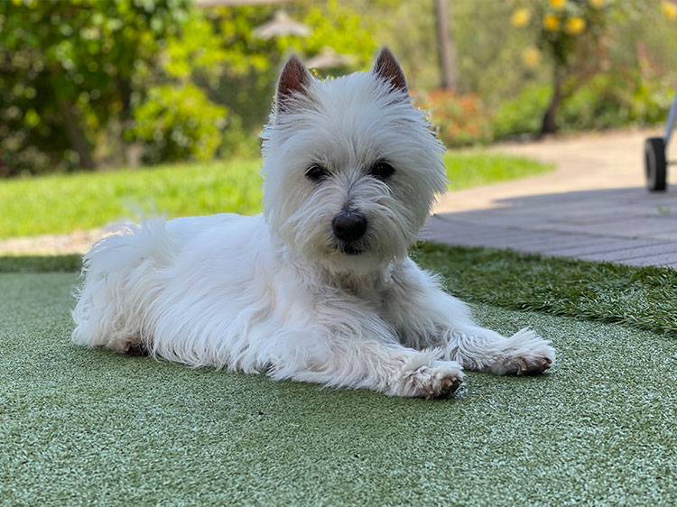 Perks of Artificial Turf for a Pet-Friendly Putting Green in Tracy
