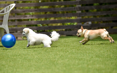 Paw Resistant: How Artificial Grass in Sacramento Withstands Digging