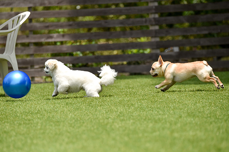 artificial grass pet dig
