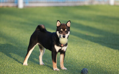 Reduce Pet Cleanups: How Synthetic Grass for Dogs in Dallas Keeps Your Home Clean