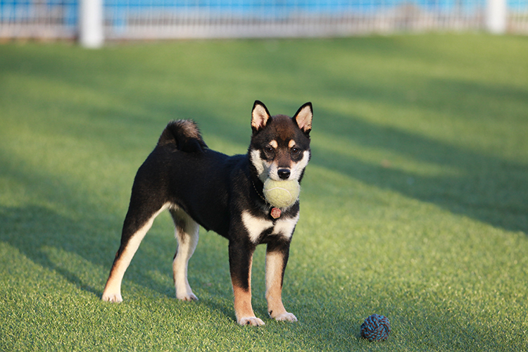 synthetic grass for dogs