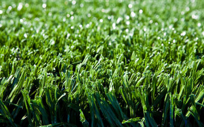 Reduce Noise Pollution: Artificial Grass Installation in Phoenix, AZ for Quieter Lawns