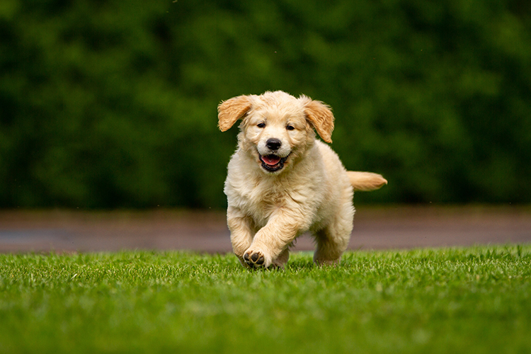 Artificial Turf for New Puppy Owners