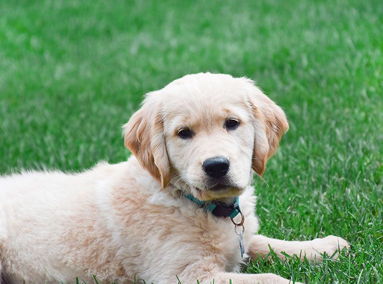 Benefits of Artificial Grass for Dogs in Denver for Active Pets