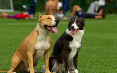 Training Your Pets: 8 Innovative Uses of Artificial Grass for Dogs