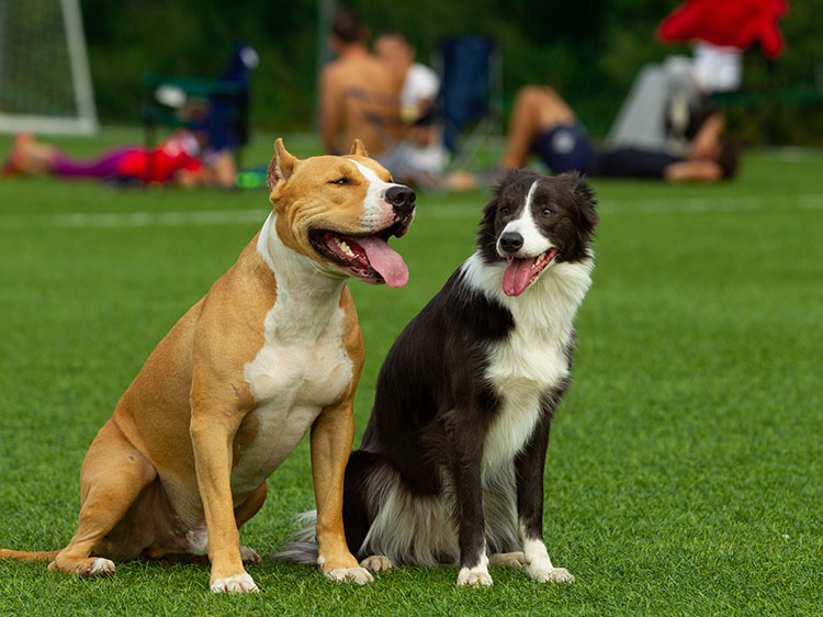 Artificial Turf for Training Your Dog in Tampa