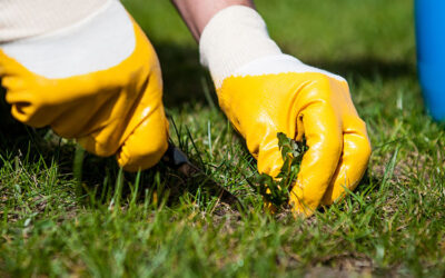 Tackling Weeds Underneath Artificial Grass: Effective Solutions