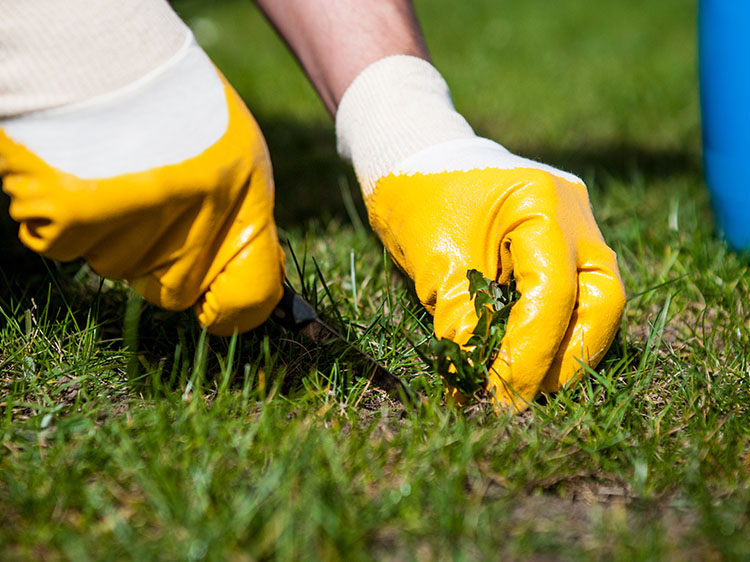 Tackling Weeds Underneath Artificial Grass