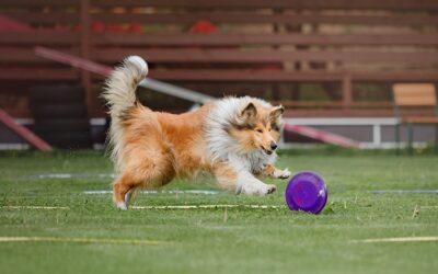 The Pros and Cons of Using Artificial Grass for Dogs