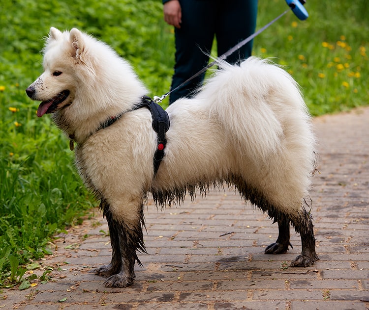 dog muddy paw