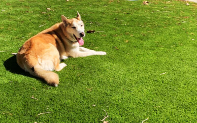 Common Myths and Misconceptions About Dogs and Artificial Grass