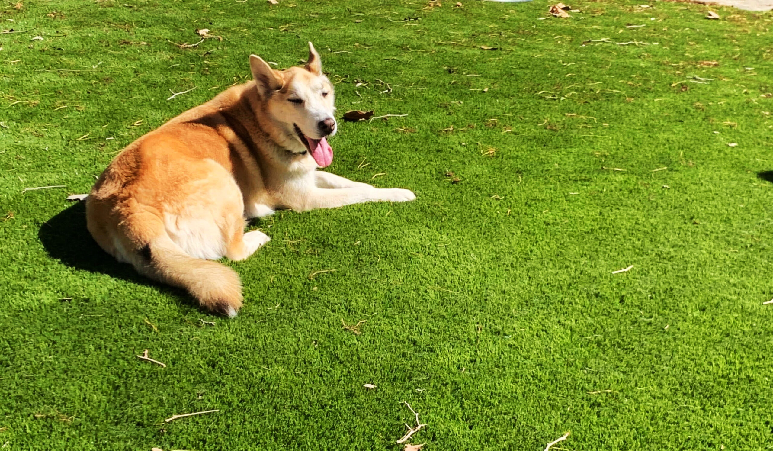 Dogs and Artificial Grass