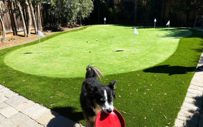 Ways to Keep Your Dog Entertained on Your Artificial Grass Lawn