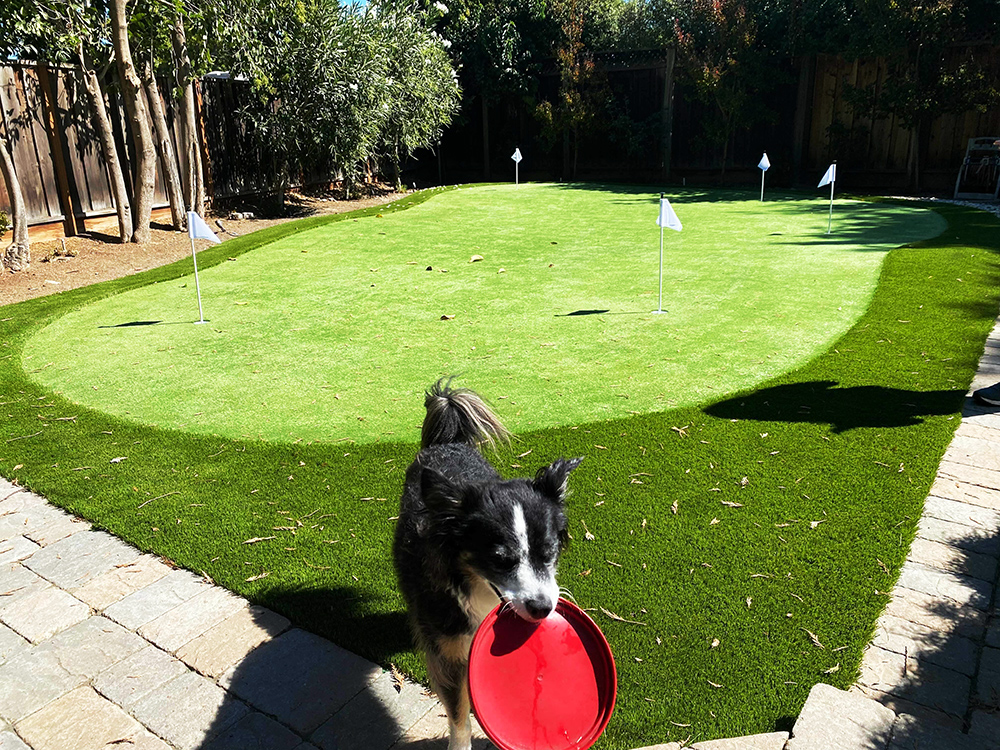 dog fetch on synthetic turf