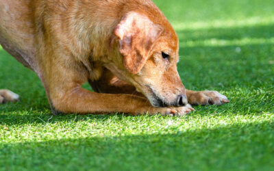 Built to Last – How Artificial Grass Withstands Heavy Digging, Chewing, and Use