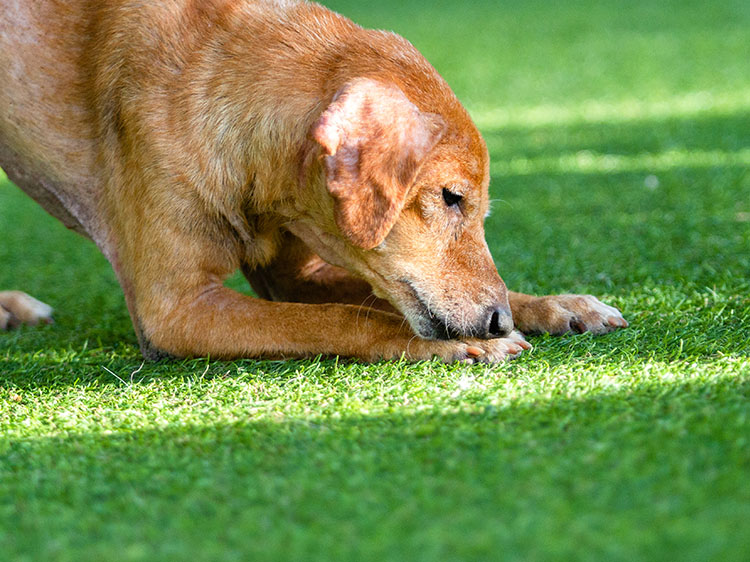 Discover the Durability of Artificial Grass