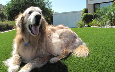 Creating a Calm, Quiet Space for Sensitive Dogs with Sound-Dampening Artificial Grass