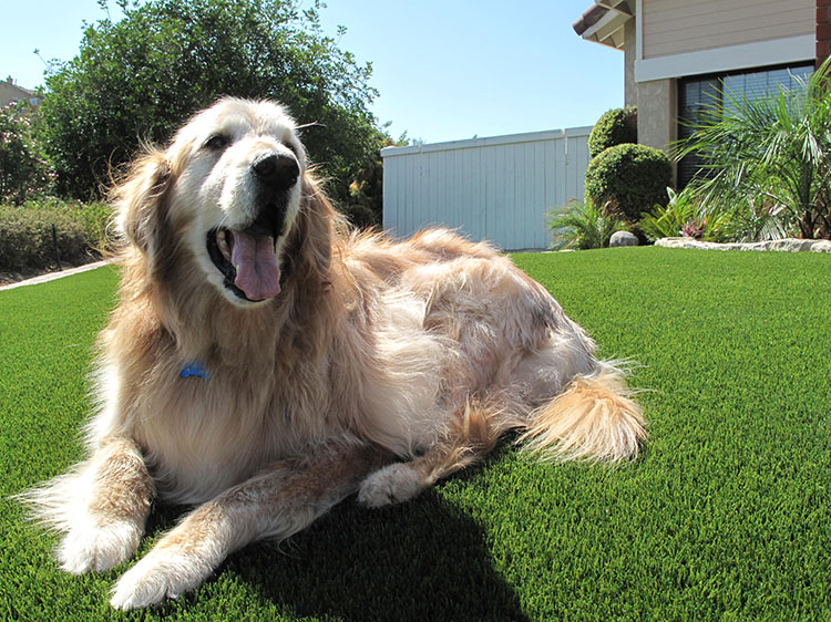 Redefine Your Outdoor Spaces in NJ with Sound-Dampening Artificial Grass for Sensitive Dogs