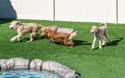 How Artificial Grass Drains Better Than Natural Grass for Outdoor Pet Areas