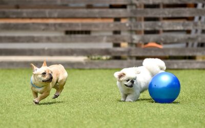 The Future of Pet-Friendly Landscaping: Synthetic Grass