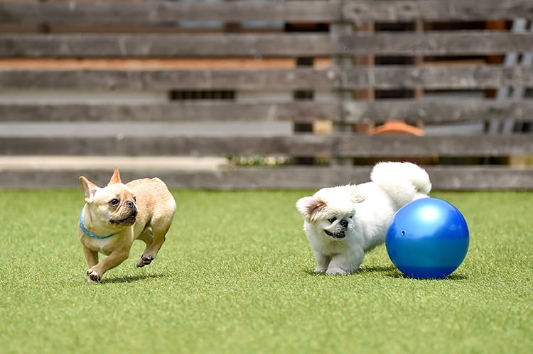 The Future of Pet-Friendly Landscaping - Synthetic Grass