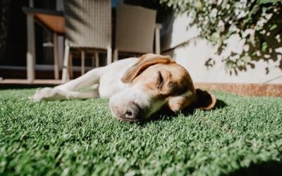 Is Artificial Grass Safe for Pets with Sensitive Skin?