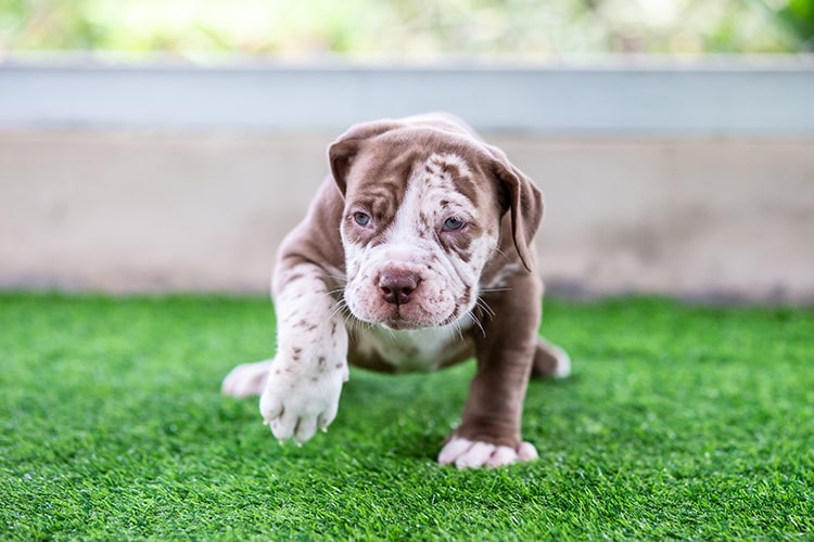Dog Dig through The Artificial Grass