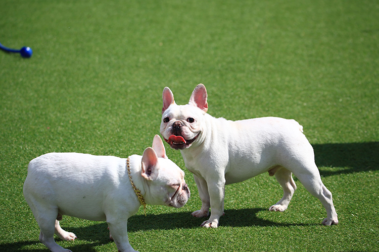 Permeability in Pet-Friendly Artificial Grass