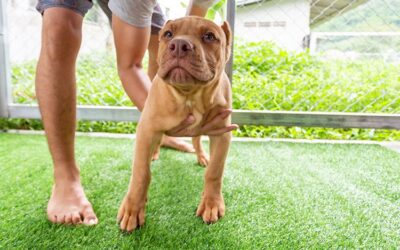 Dealing with Pet Hair on Artificial Grass: Cleaning Tips and Tricks