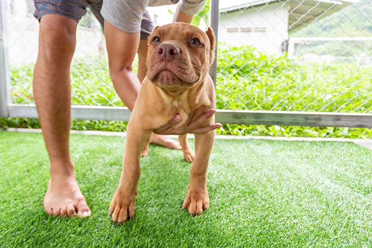 pet hair on artificial grass