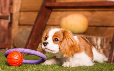 How Effective is Artificial Grass in Controlling Pet Odors?