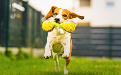 Play with Your Furry Friend on the Perfect Outdoor Grass for Dogs