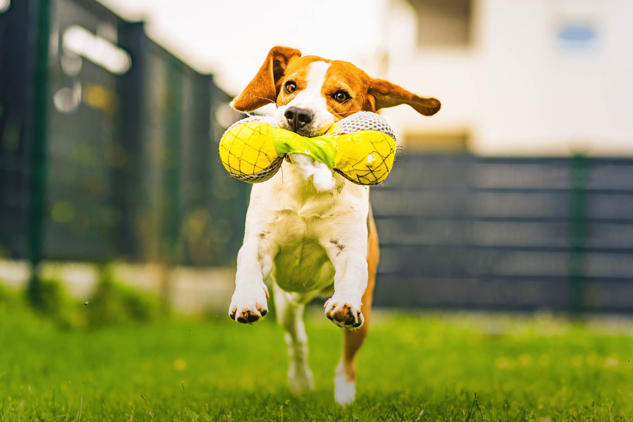 Give your furry friend the ultimate play zone with outdoor grass for dogs