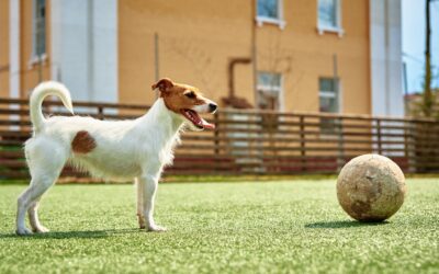 Why More Dog Owners Are Choosing Synthetic Grass for Pets in Tracy