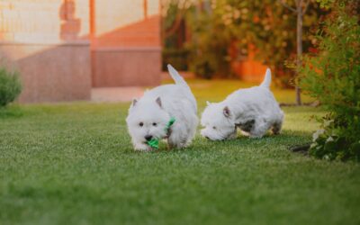 Is Artificial Grass Safe for Dogs? A Pet Parent’s Guide to Peace of Mind