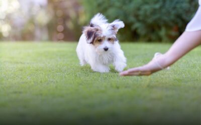 Function Meets Comfort: Why Custom Artificial Grass for Dogs is the Ultimate Pet-Friendly Upgrade