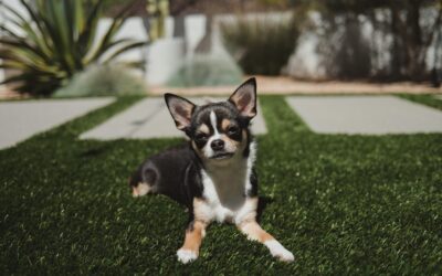 Simplifying Artificial Grass Pet Waste Cleanup: A Pet Owner’s Guide to Fresh Turf