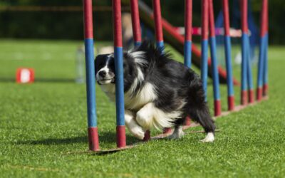 Designing a Dog Agility Course Using Artificial Grass for Training