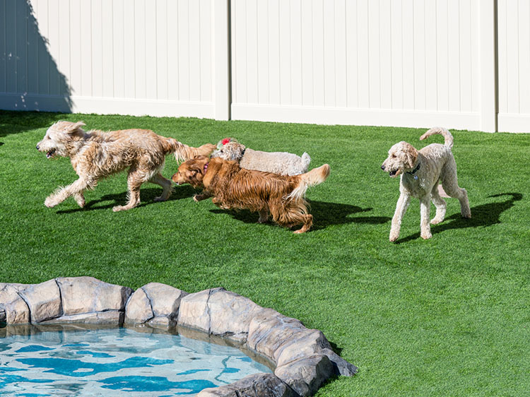 Santa Rosa artificial grass yard with pet-friendly drainage system