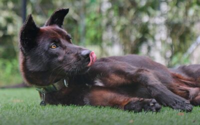 Fleas on Artificial Grass: A Pet Owner’s Guide to Prevention and Control