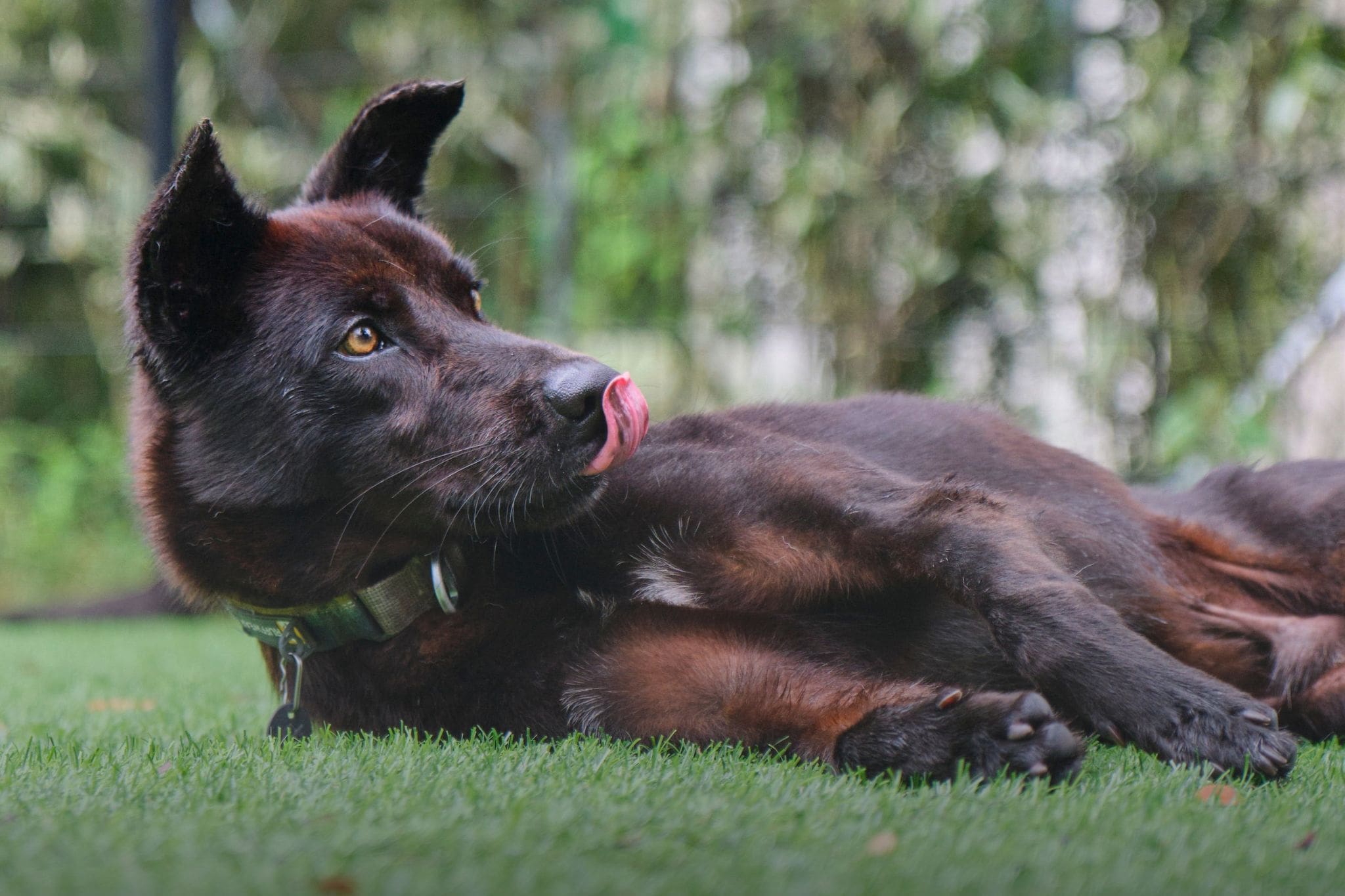 Stop fleas on artificial grass before they spread